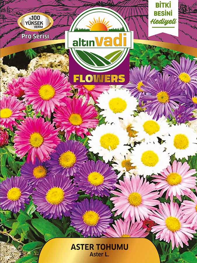 Aster