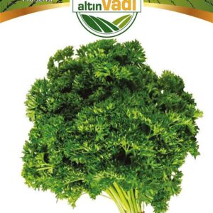 Maydanoz Frenk Kıvırcık