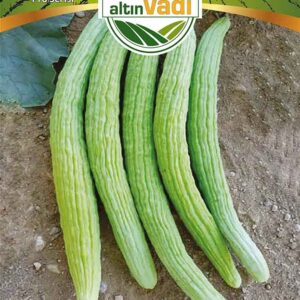 Salatalık Acur