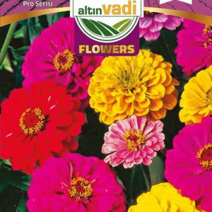 Zinnia